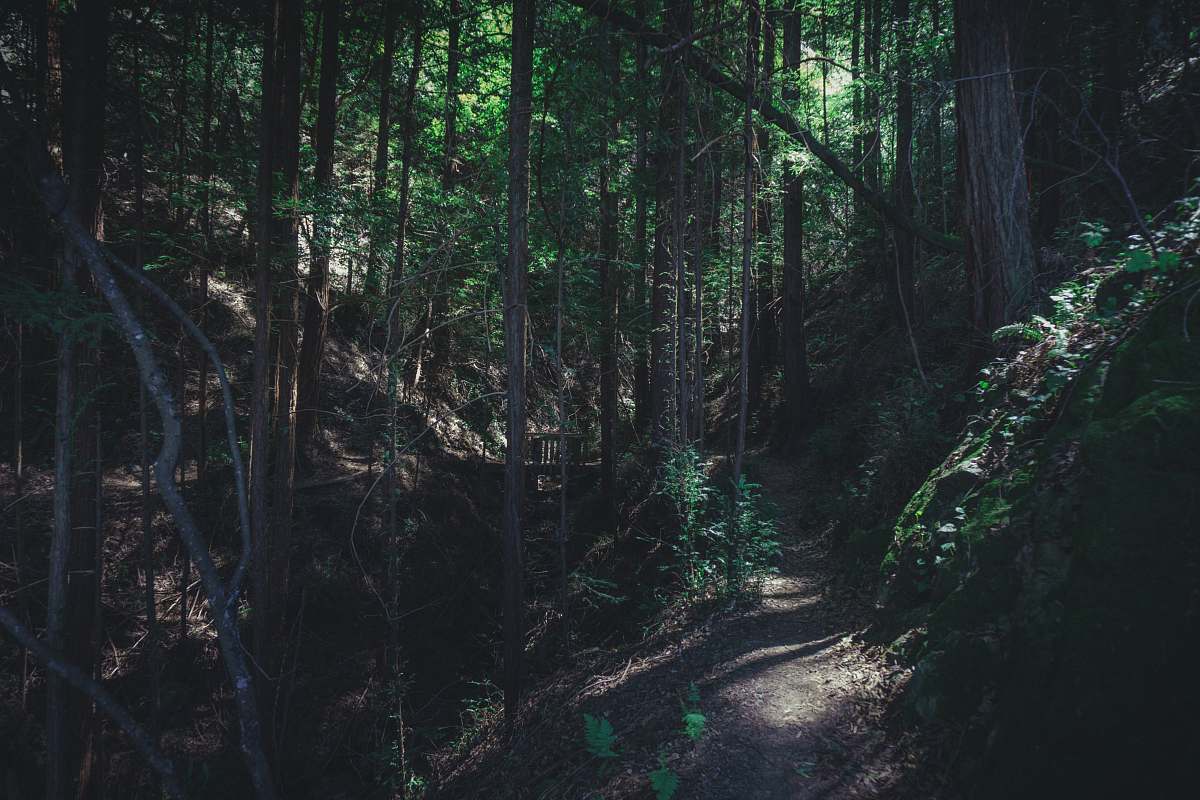 forest photo of forest walk path marron valley